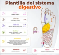 Láminas Completas Reflexología Podal